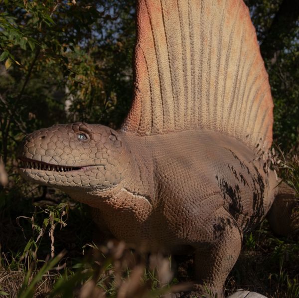 Dinos To Dodos